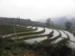 Sapa