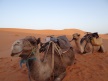 Sahara