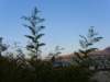 pb013678_small.jpg