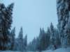 lavaronemoresnow54_small.jpg
