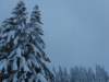 lavaronemoresnow57_small.jpg