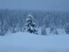 lavaronemoresnow67_small.jpg