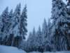 lavaronemoresnow72_small.jpg