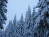 lavaronemoresnow75_small.jpg
