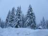 lavaronemoresnow78_small.jpg