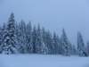 lavaronemoresnow80_small.jpg