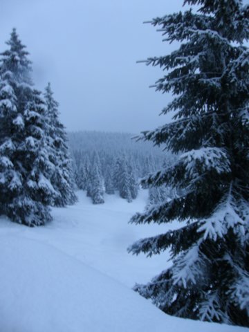 lavaronemoresnow85.jpg