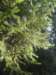 lavaroneautumninthewood11_small.jpg