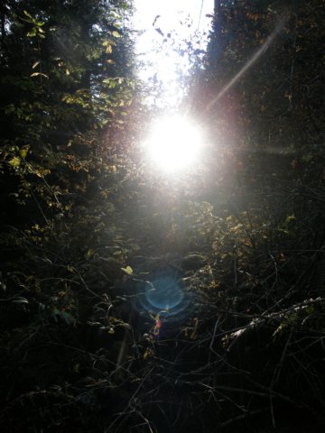 lavaroneautumninthewood12.jpg