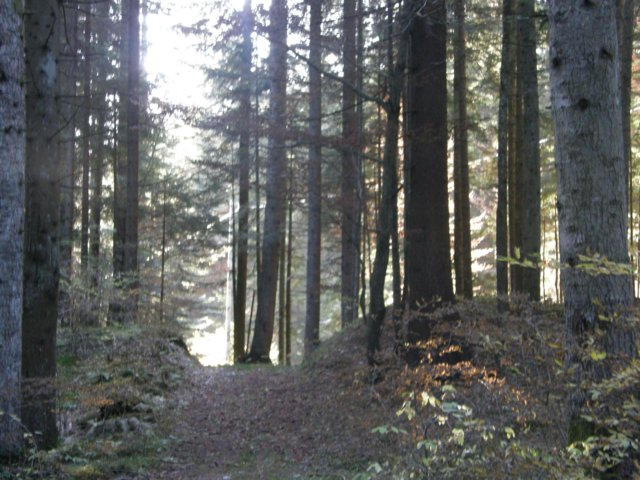 lavaroneautumninthewood13.jpg