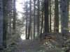 lavaroneautumninthewood13_small.jpg