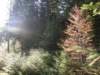 lavaroneautumninthewood16_small.jpg