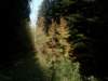 lavaroneautumninthewood17_small.jpg