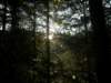 lavaroneautumninthewood20_small.jpg