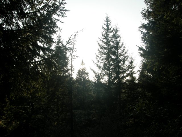 lavaroneautumninthewood29.jpg