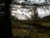 lavaroneautumninthewood42_small.jpg