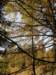 lavaroneautumninthewood43_small.jpg