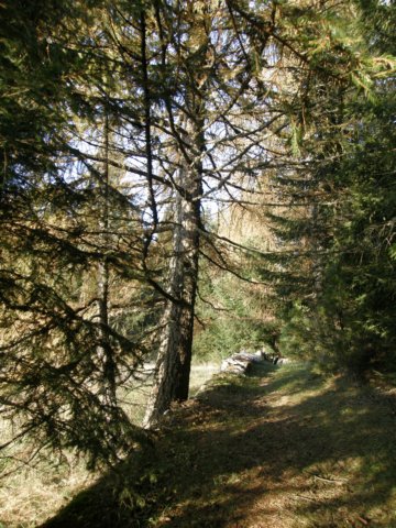 lavaroneautumninthewood44.jpg