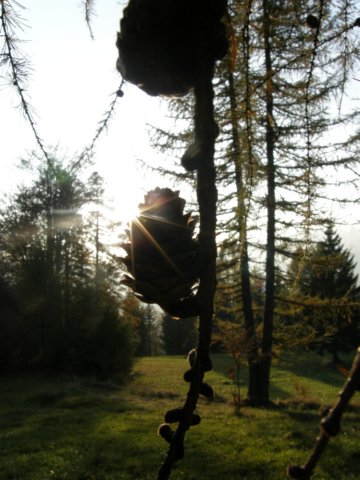 lavaroneautumninthewood51.jpg