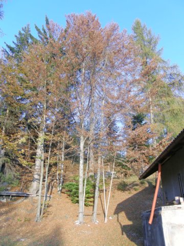 lavaroneautumninthewood63.jpg
