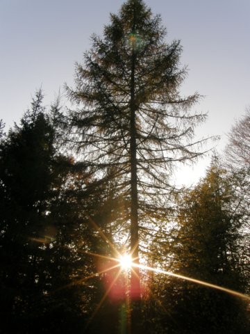 lavaroneautumninthewood70.jpg