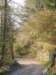 lavaroneautumninthewood71_small.jpg