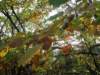 lavaroneautumninthewood75_small.jpg