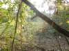 lavaroneautumninthewood77_small.jpg