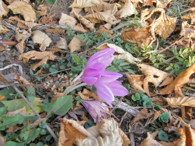lavaroneautumninthewood78.jpg