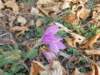 lavaroneautumninthewood78_small.jpg
