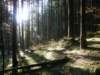 lavaroneautumninthewood_small.jpg