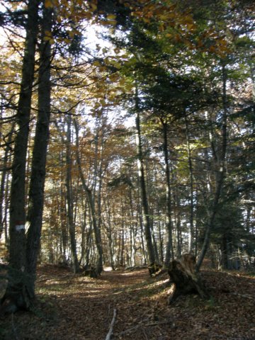 lavaroneautumnscolours55.jpg