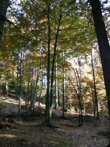 lavaroneautumnscolours72.jpg