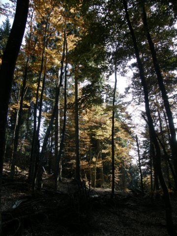 lavaroneautumnscolours74.jpg