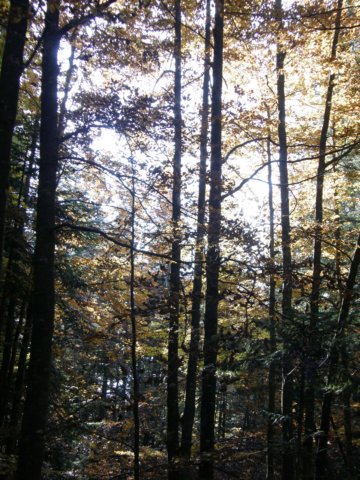 lavaroneautumnscolours9.jpg