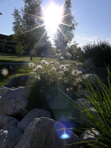 austriabayern2009237.jpg