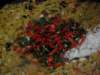 englandscotlandwales201010_small.jpg