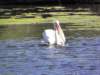 englandscotlandwales201055_small.jpg
