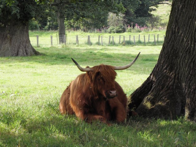 englandscotlandwales2010115.jpg