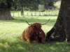 englandscotlandwales2010115_small.jpg