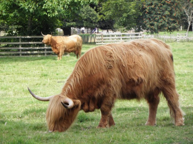 englandscotlandwales2010116.jpg