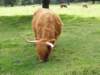 englandscotlandwales2010135_small.jpg