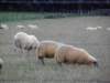 englandscotlandwales2010157_small.jpg