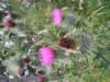 englandscotlandwales2010175_small.jpg