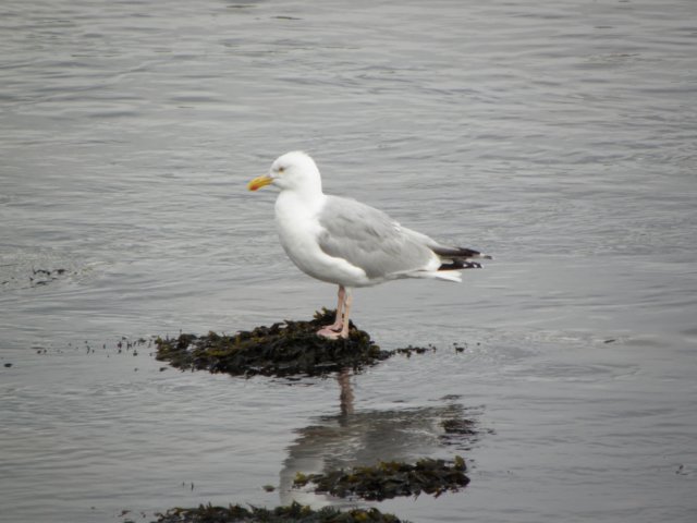englandscotlandwales2010203.jpg