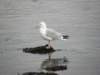 englandscotlandwales2010203_small.jpg
