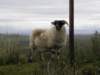 englandscotlandwales2010373_small.jpg