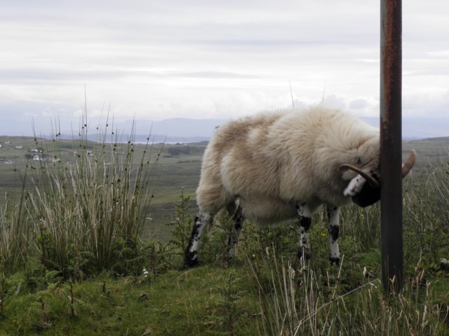 englandscotlandwales2010374.jpg