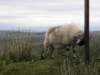 englandscotlandwales2010374_small.jpg