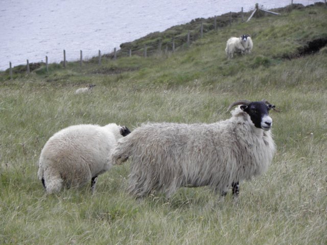 englandscotlandwales2010397.jpg